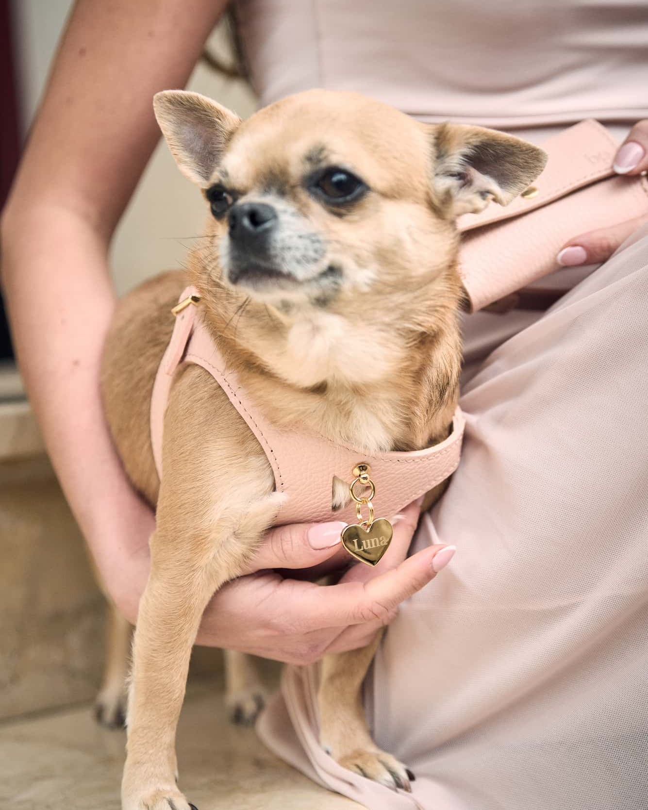 Luca Light Pink Leather Dog Harness - Image 6