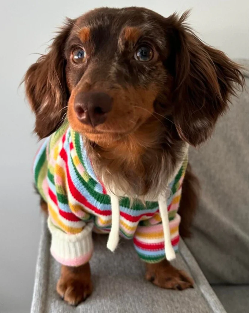 Venice Multi Stripe Dog Hoodie - Image 3