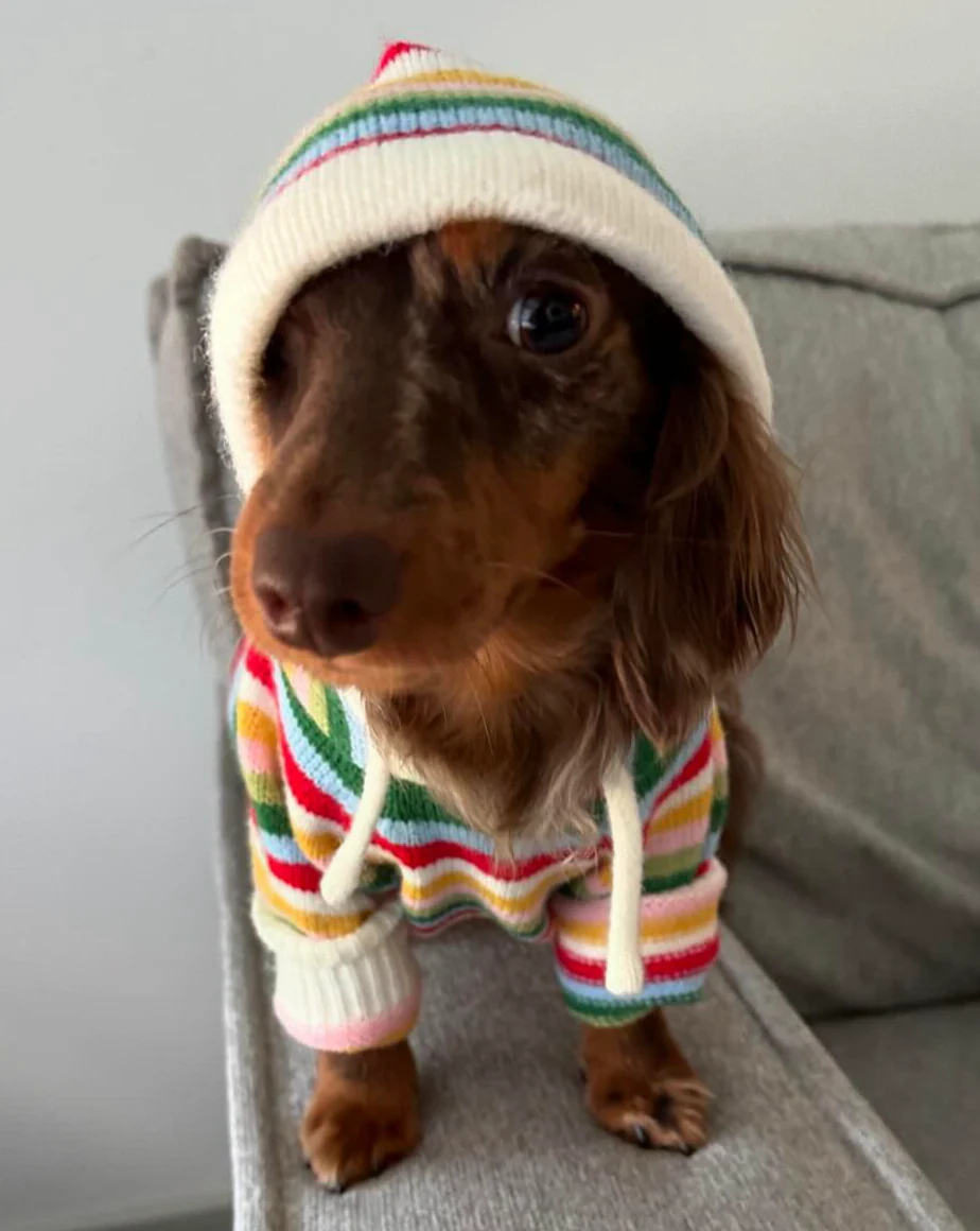 Venice Multi Stripe Dog Hoodie - Image 5