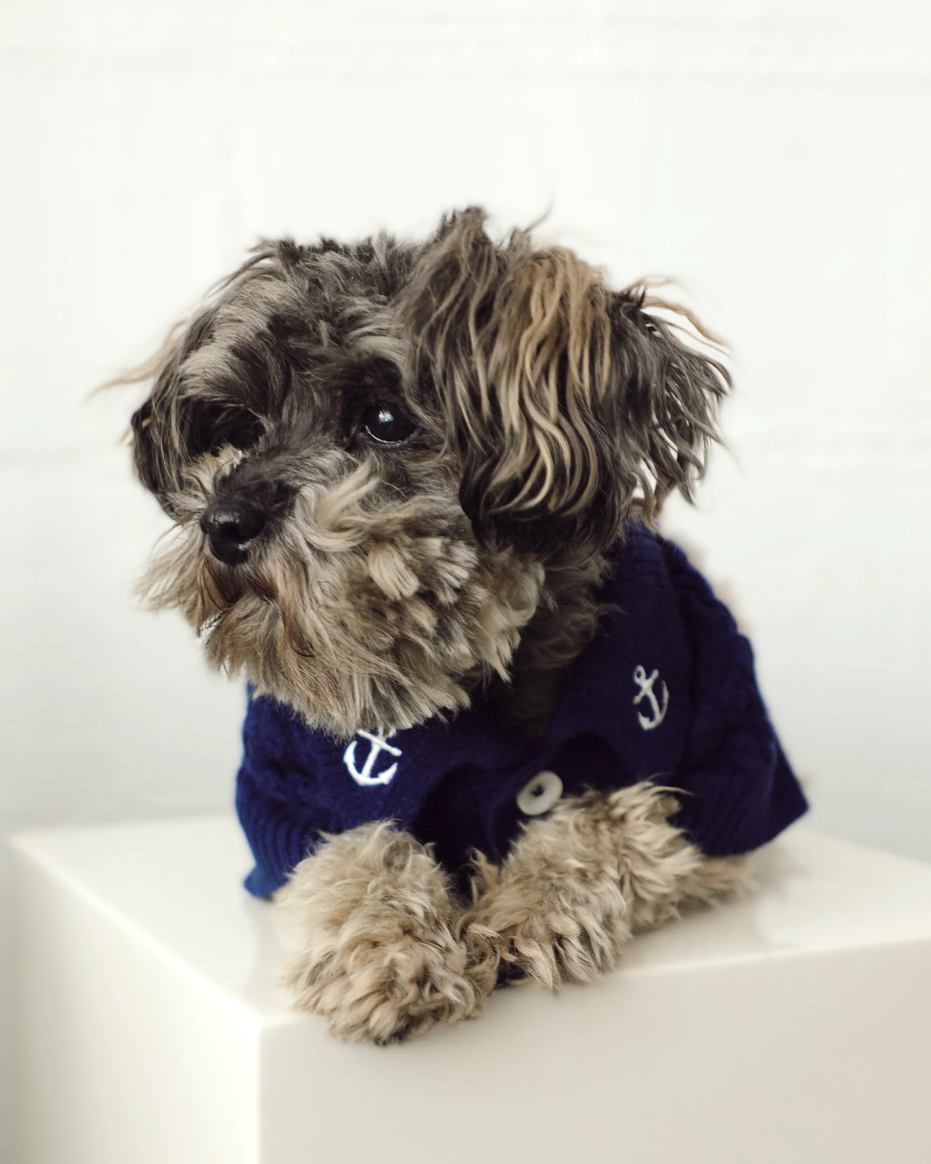 Little Skipper Navy Cable Knit Polo Sweater - Image 6
