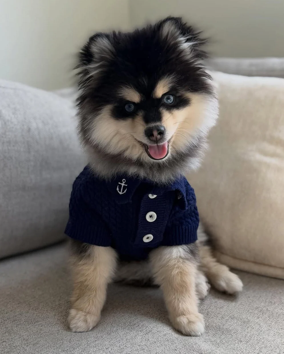 Little Skipper Navy Cable Knit Polo Sweater - Image 7