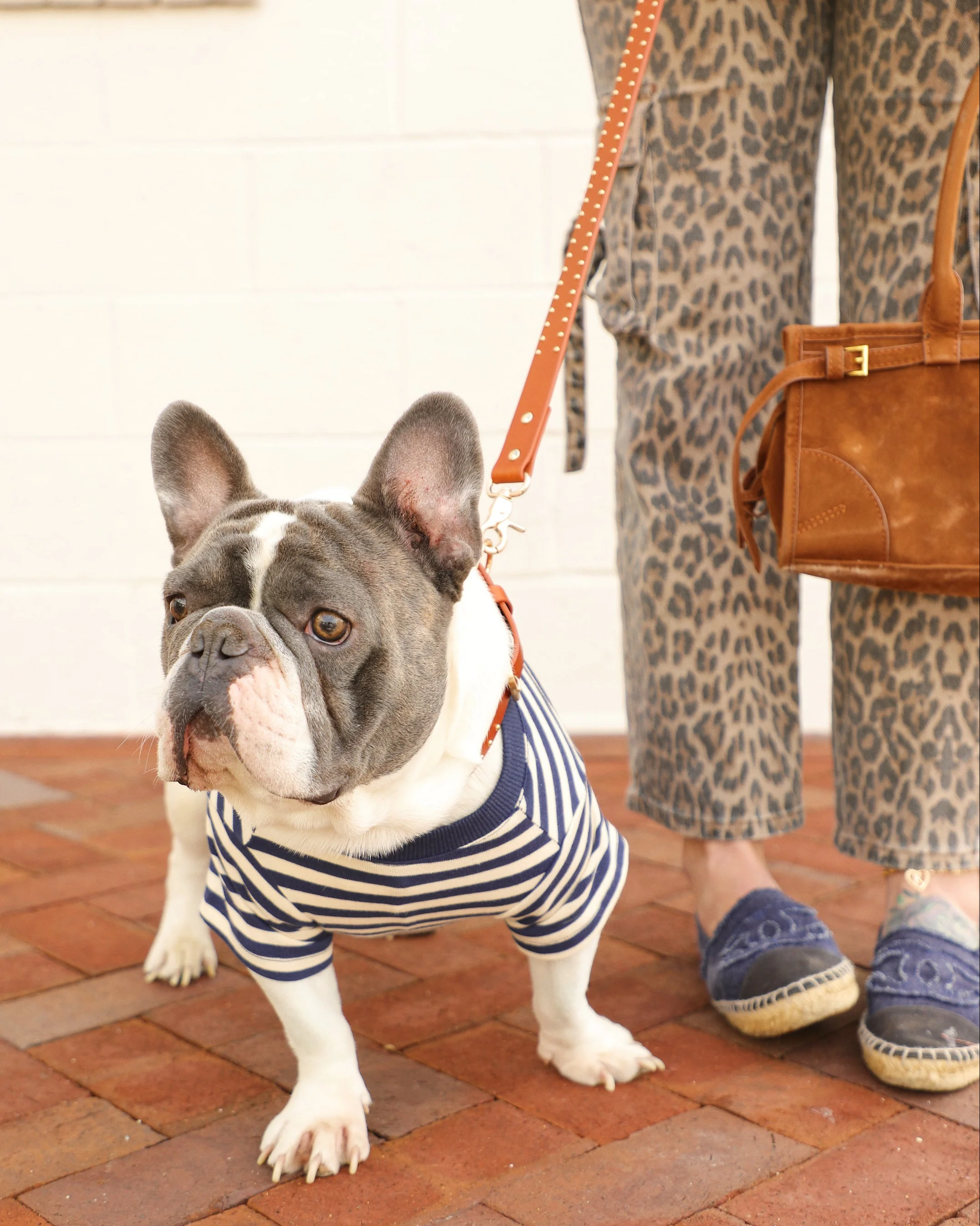 Playful Pooch Navy + Ivory Striped Dog T-Shirt - Image 6