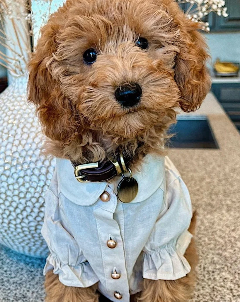 Mon Petit Oatmeal Linen Dog Blouse