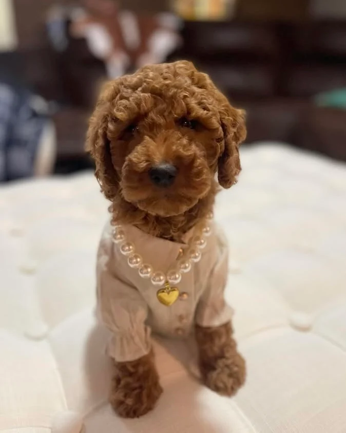 Mon Petit Oatmeal Linen Dog Blouse - Image 7