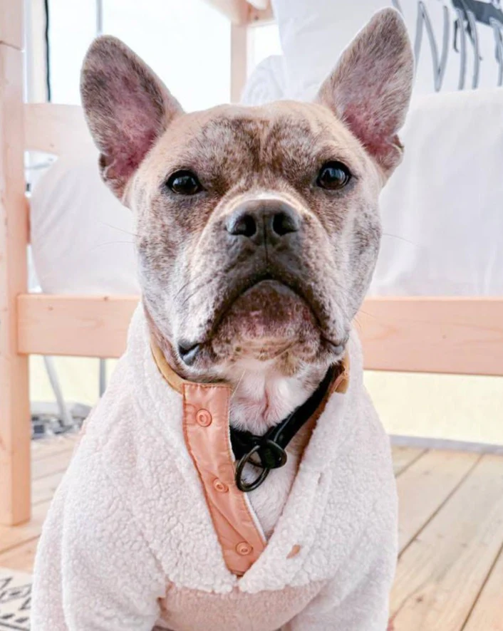 Shiba Tan + Ivory Sherpa Dog Pullover - Image 2