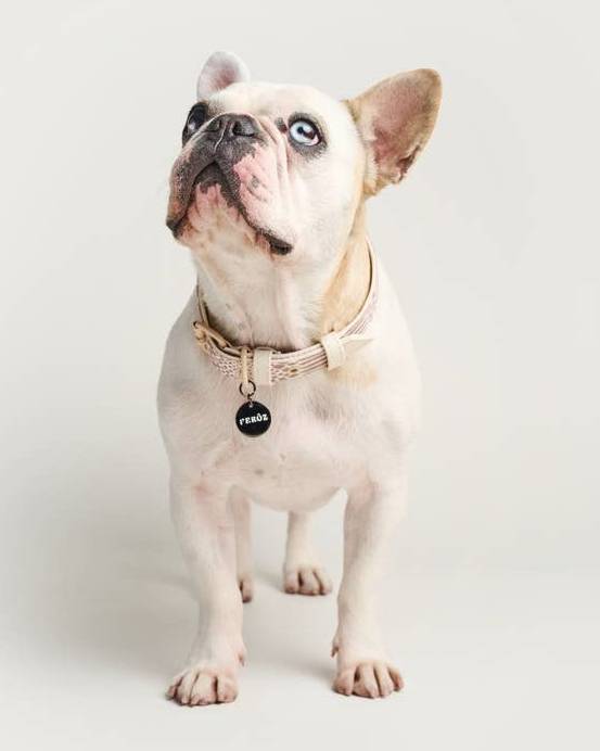 Fierce + Fab Neutral Snake Dog Collar - Image 2