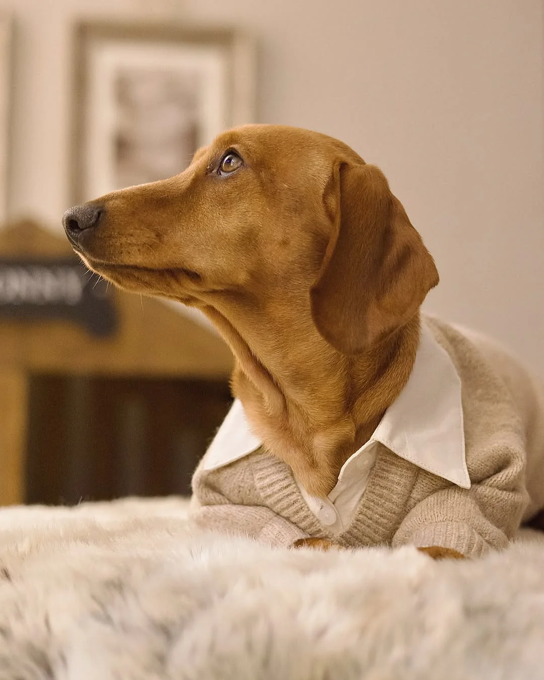 Like A Boss Two-fer Collared Tan Dog Sweater - Image 10