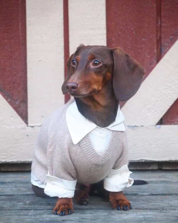 Like A Boss Two-fer Collared Tan Dog Sweater - Image 11