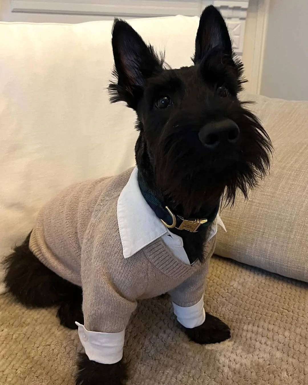 Like A Boss Two-fer Collared Tan Dog Sweater - Image 14