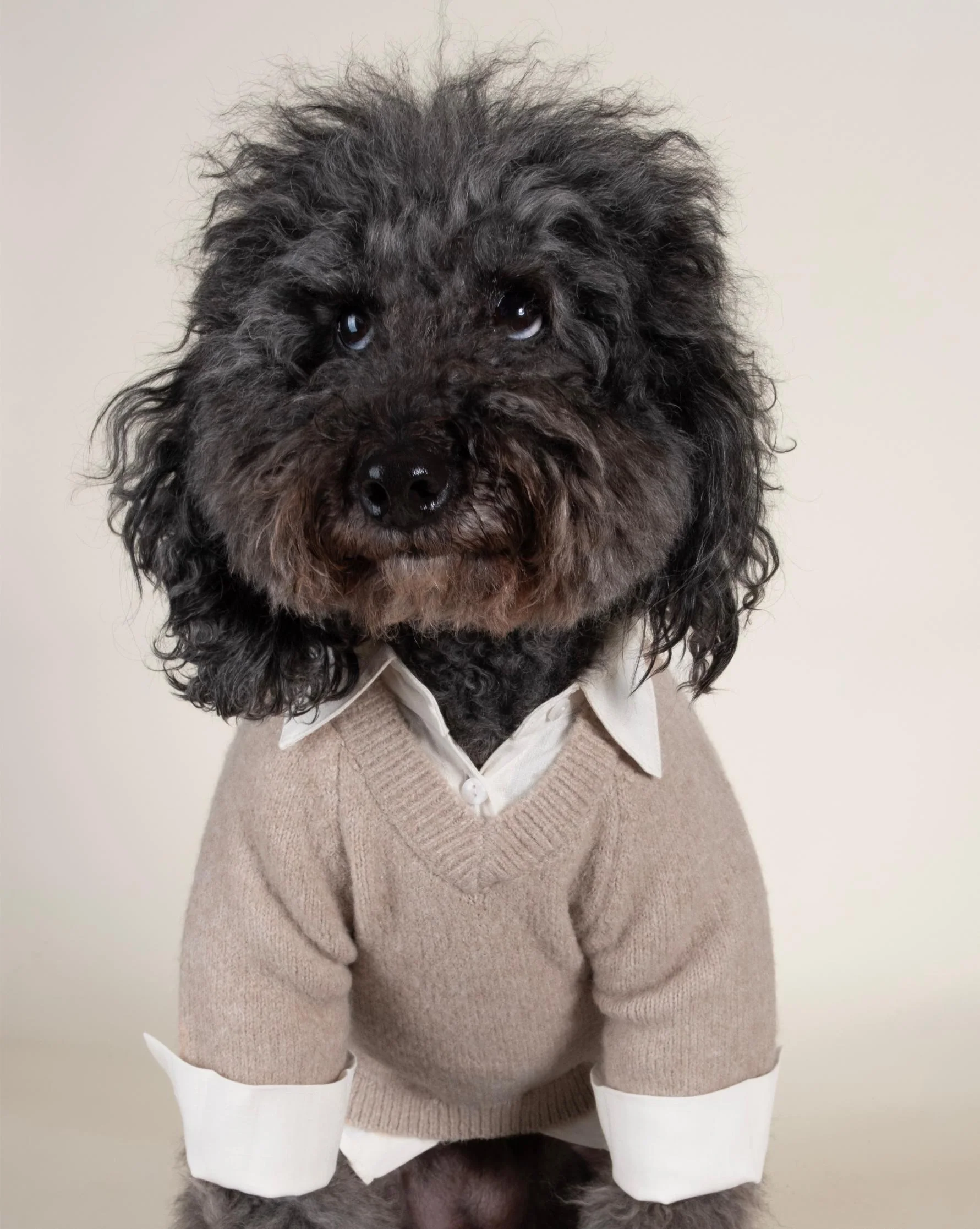 Like A Boss Two-fer Collared Tan Dog Sweater - Image 6