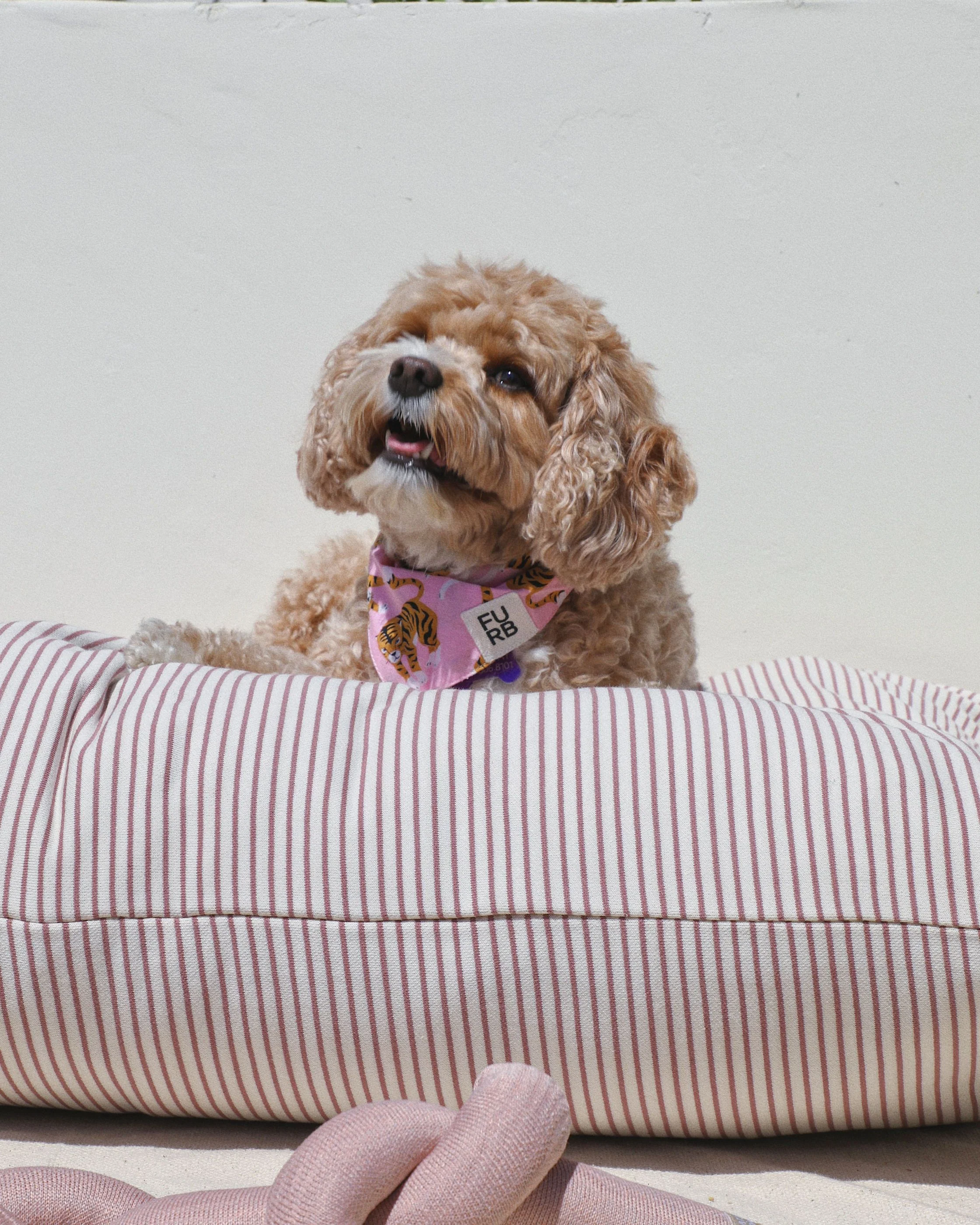Hello Sailor Rose Striped Dog Bed - Image 6