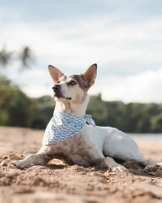 Sea You Later Dog Bandana - Image 4