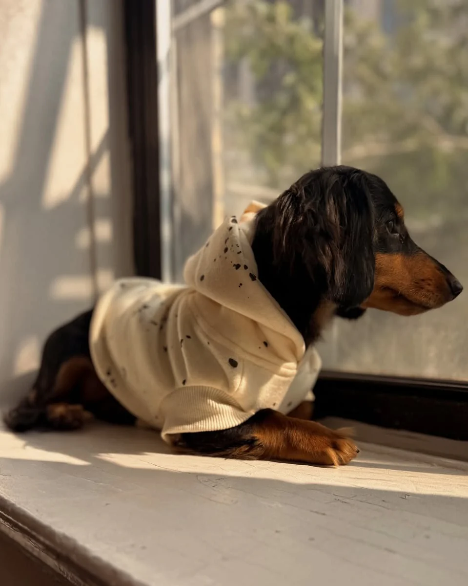 Bradley Ivory Paint Splatter Short Sleeve Dog Hoodie - Image 10