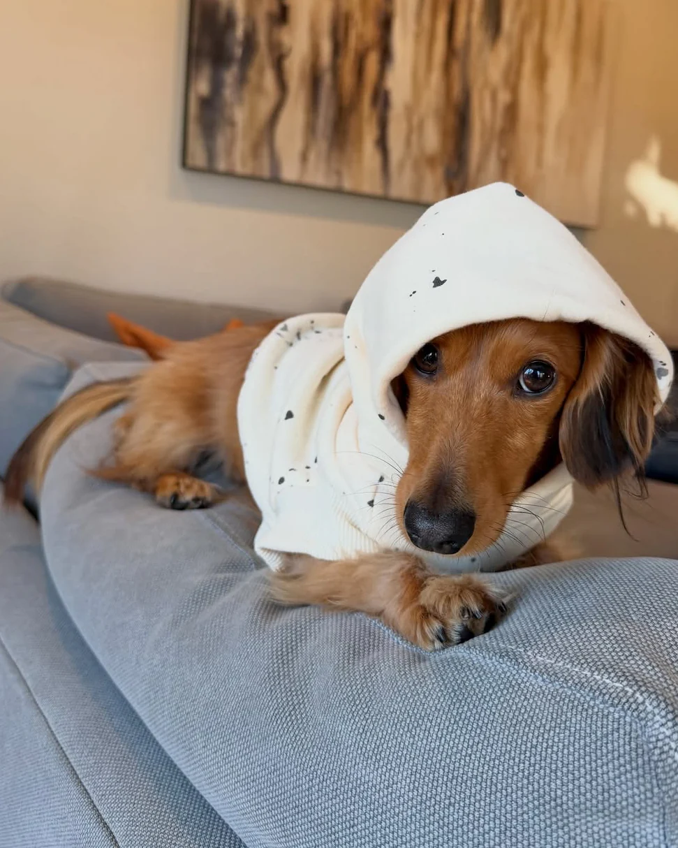 Bradley Ivory Paint Splatter Short Sleeve Dog Hoodie - Image 11