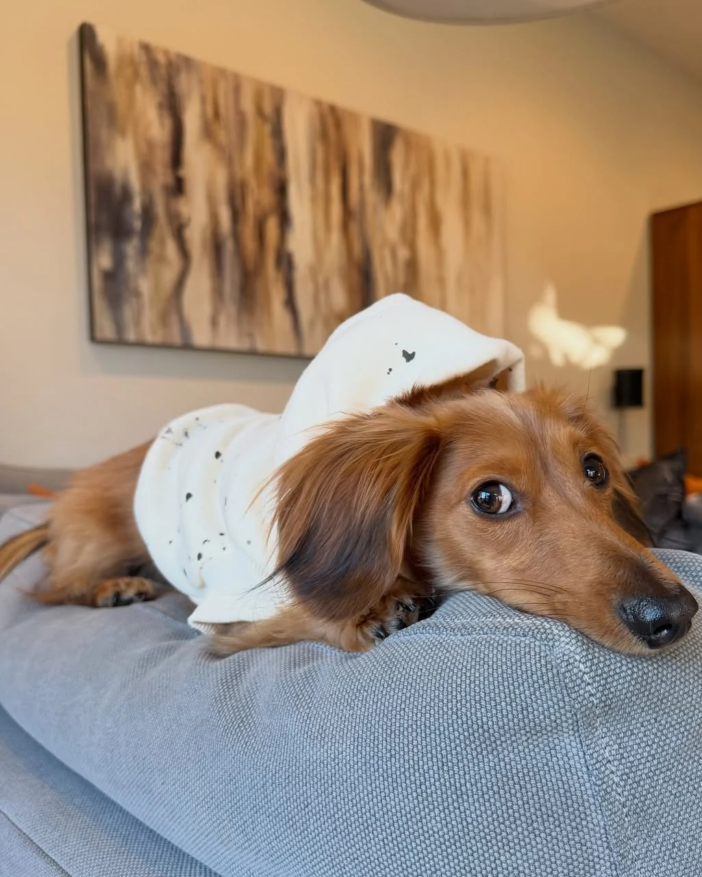 Bradley Ivory Paint Splatter Short Sleeve Dog Hoodie - Image 12