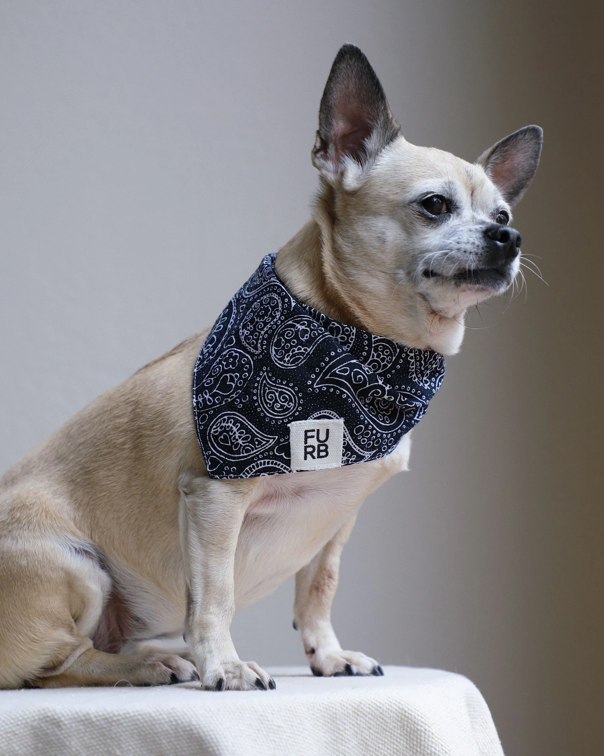 Ozzie Black Paisley Print Dog Bandana - Image 6
