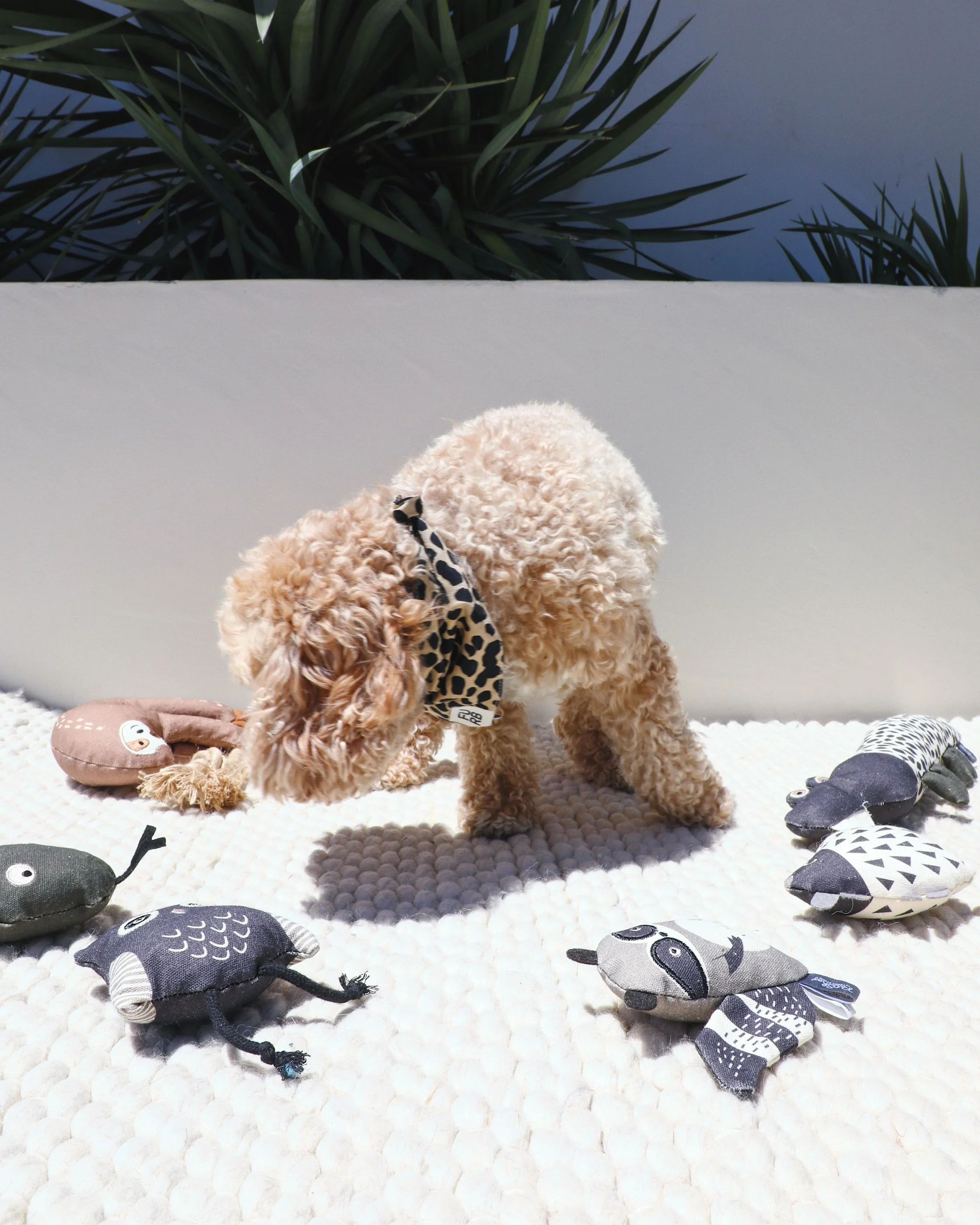 Midnight Mischief Mini Dog Toy Set - Image 5