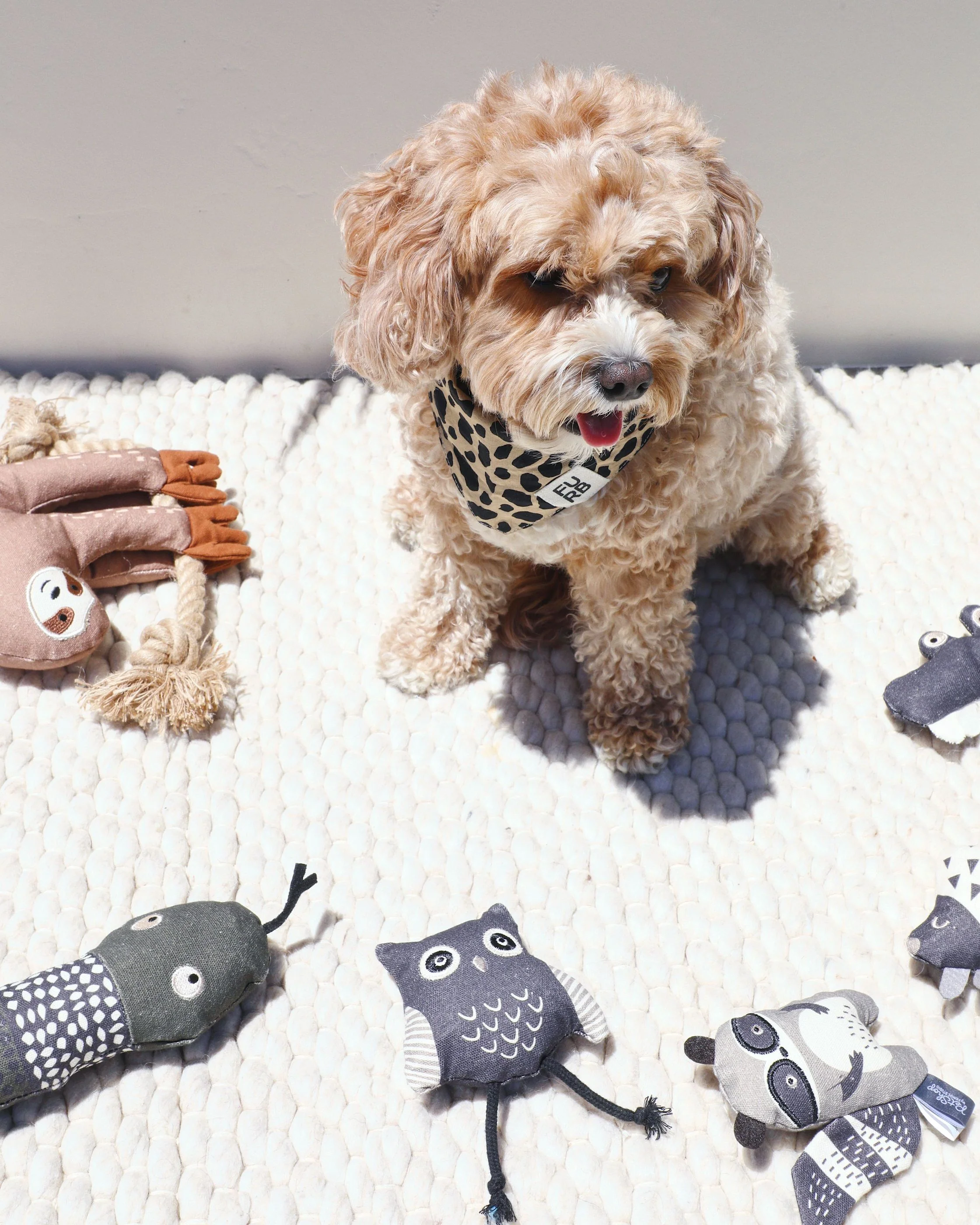 Midnight Mischief Mini Dog Toy Set - Image 6