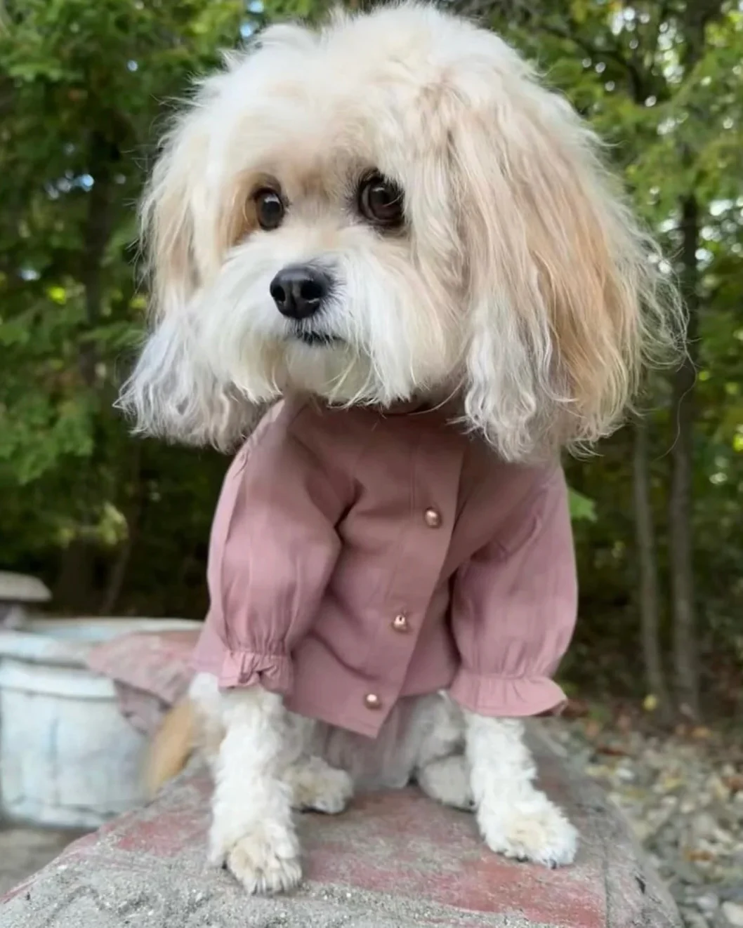 Mon Petit Rose Linen Dog Blouse - Image 2