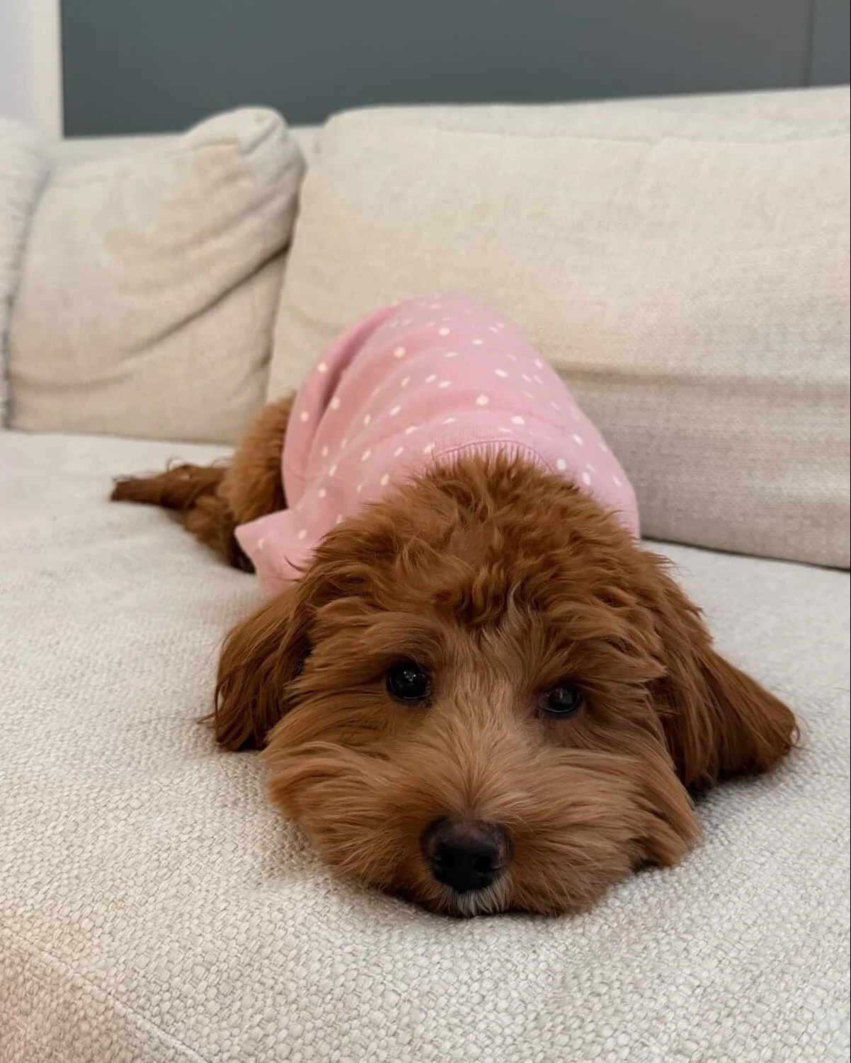 Bailey Pink Polka Dot Dog Sweater - Image 4