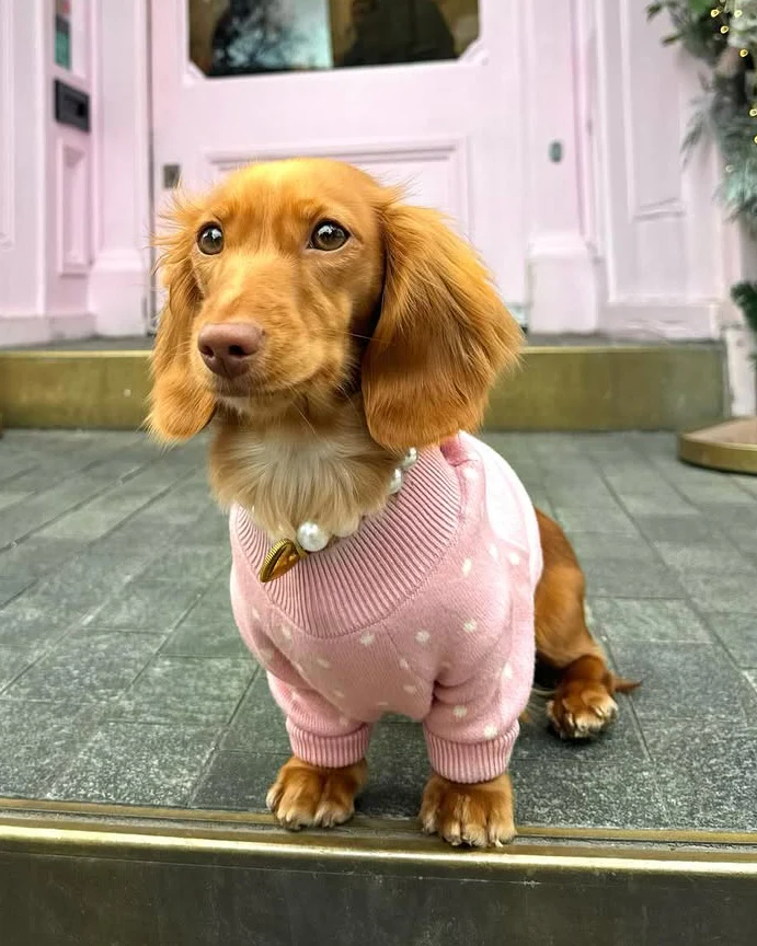 Bailey Pink Polka Dot Dog Sweater - Image 5