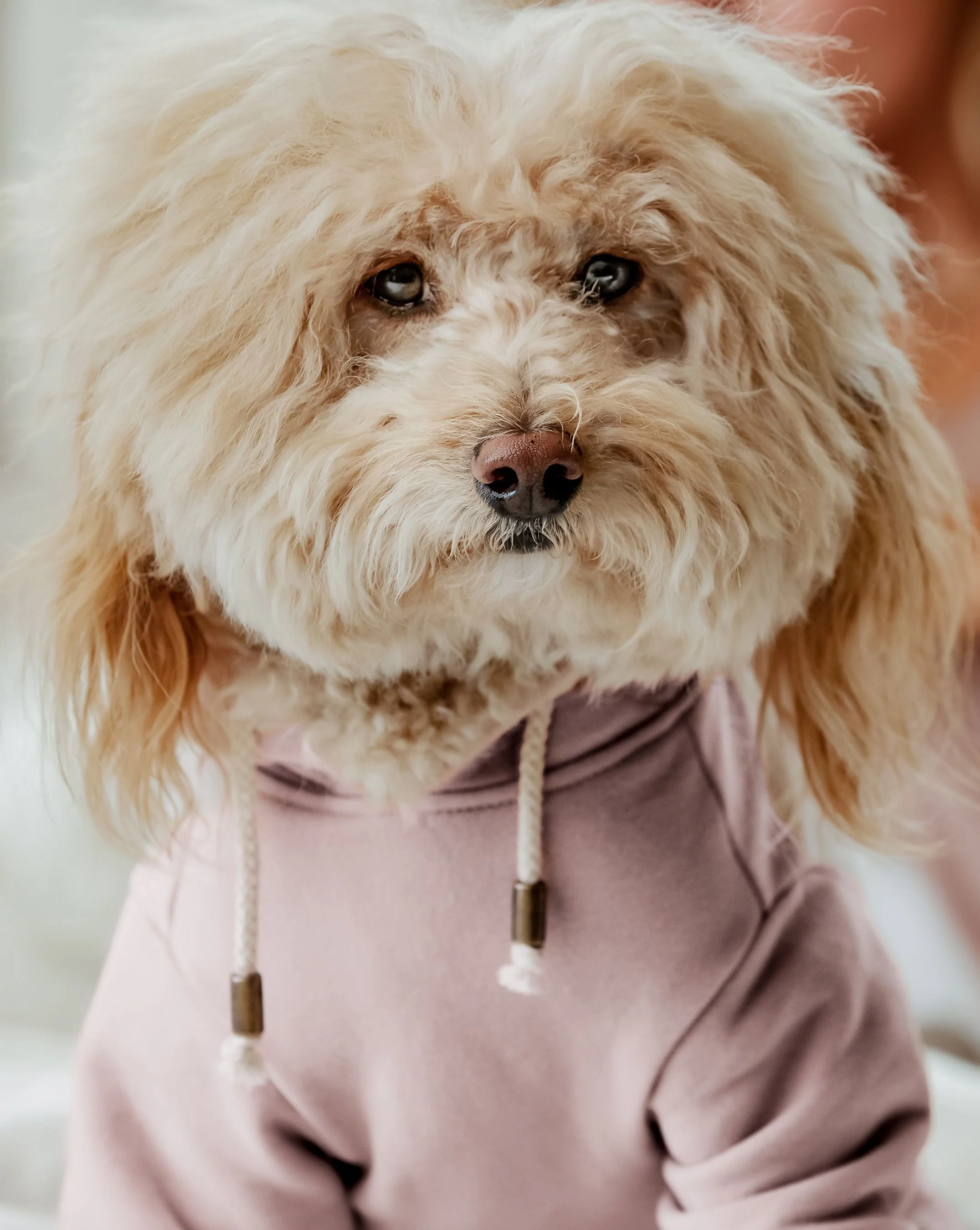 Ziggy Blush Dog Hoodie