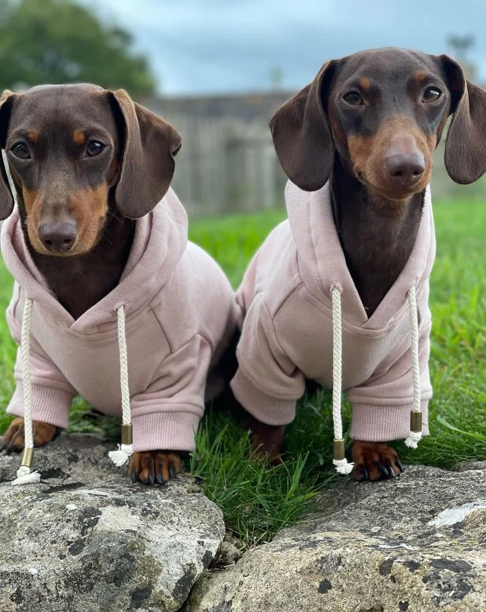 Ziggy Blush Dog Hoodie - Image 3