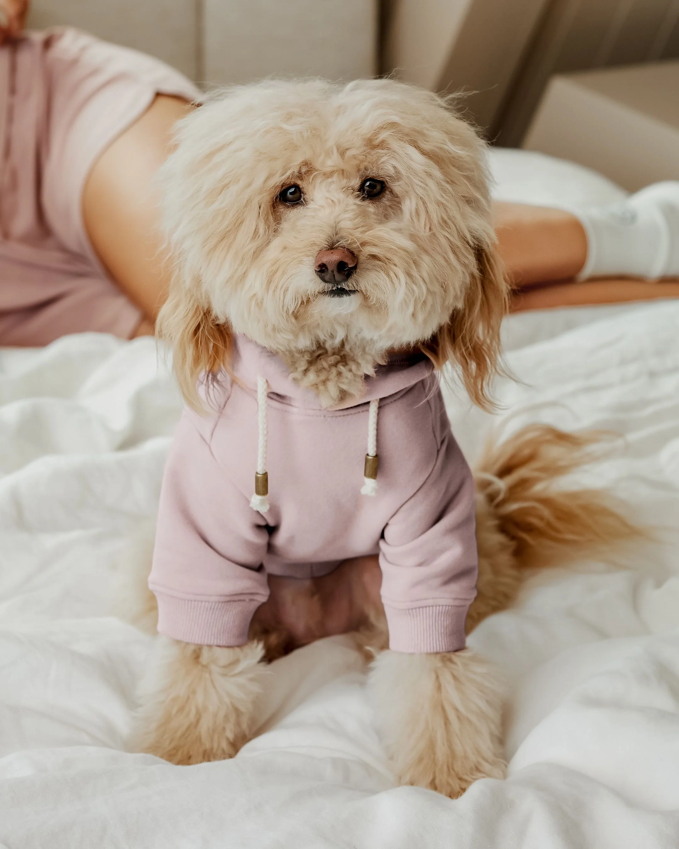 Ziggy Blush Dog Hoodie - Image 5