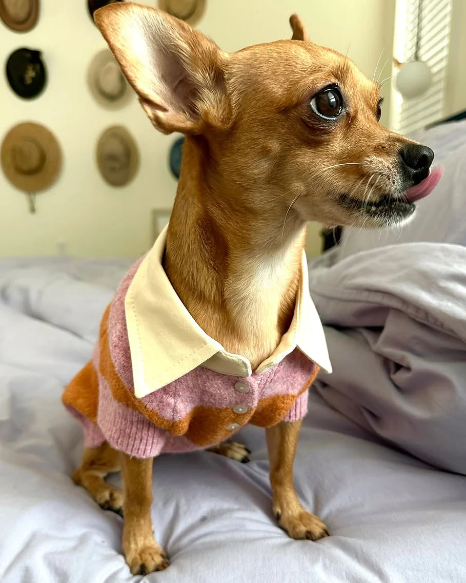 Prep School Pup Pink + Orange Striped Rugby Sweater - Image 3