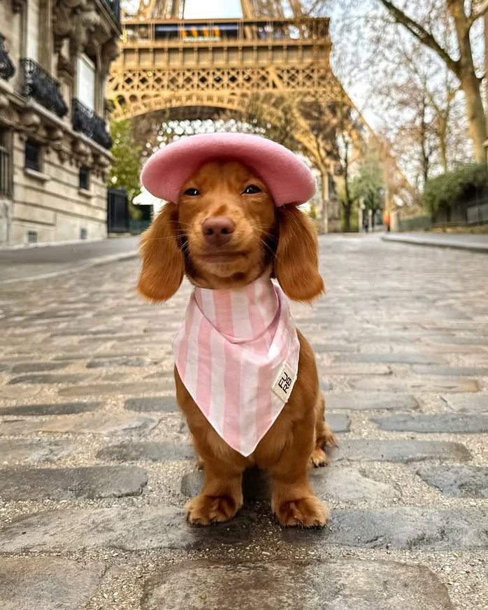 Paige Pink Striped Dog Bandana - Image 3
