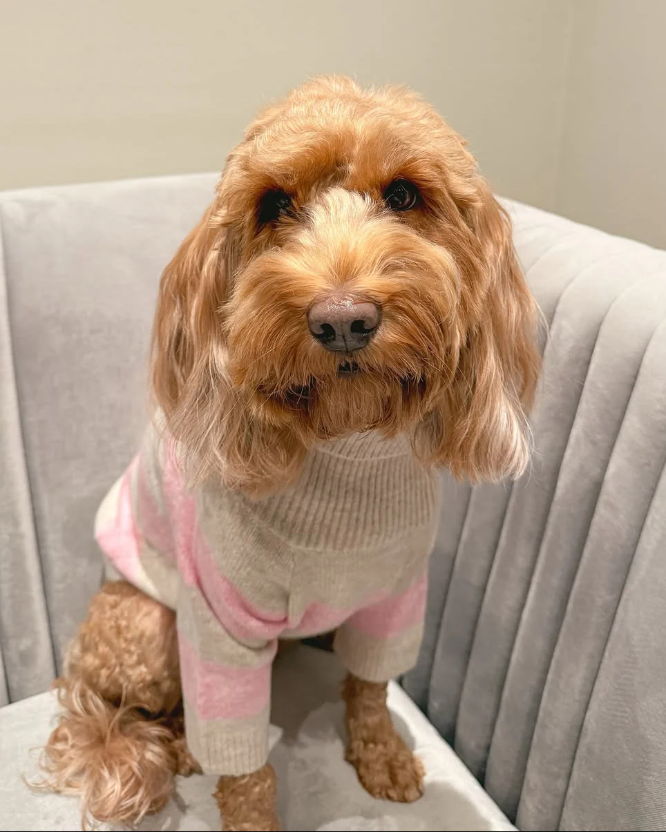 Finley Pink Striped Dog Sweater - Image 5
