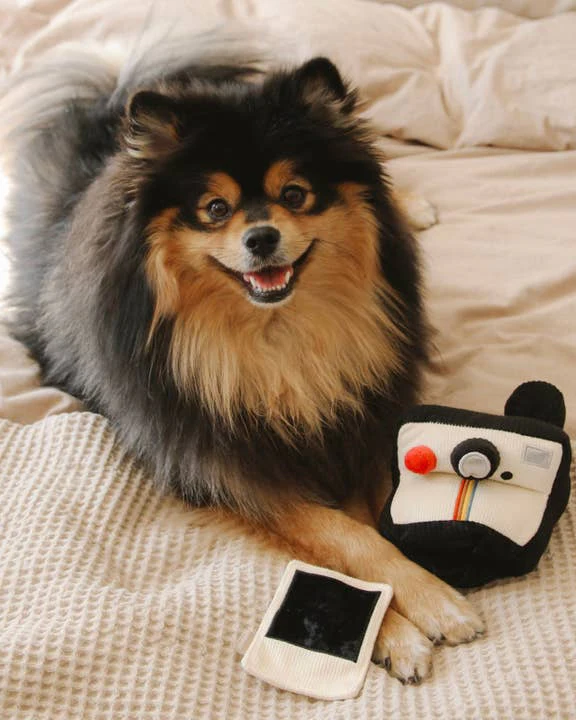 Puparazzi Instant Camera Snuffle Toy