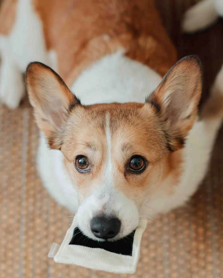 Puparazzi Instant Camera Snuffle Toy - Image 5