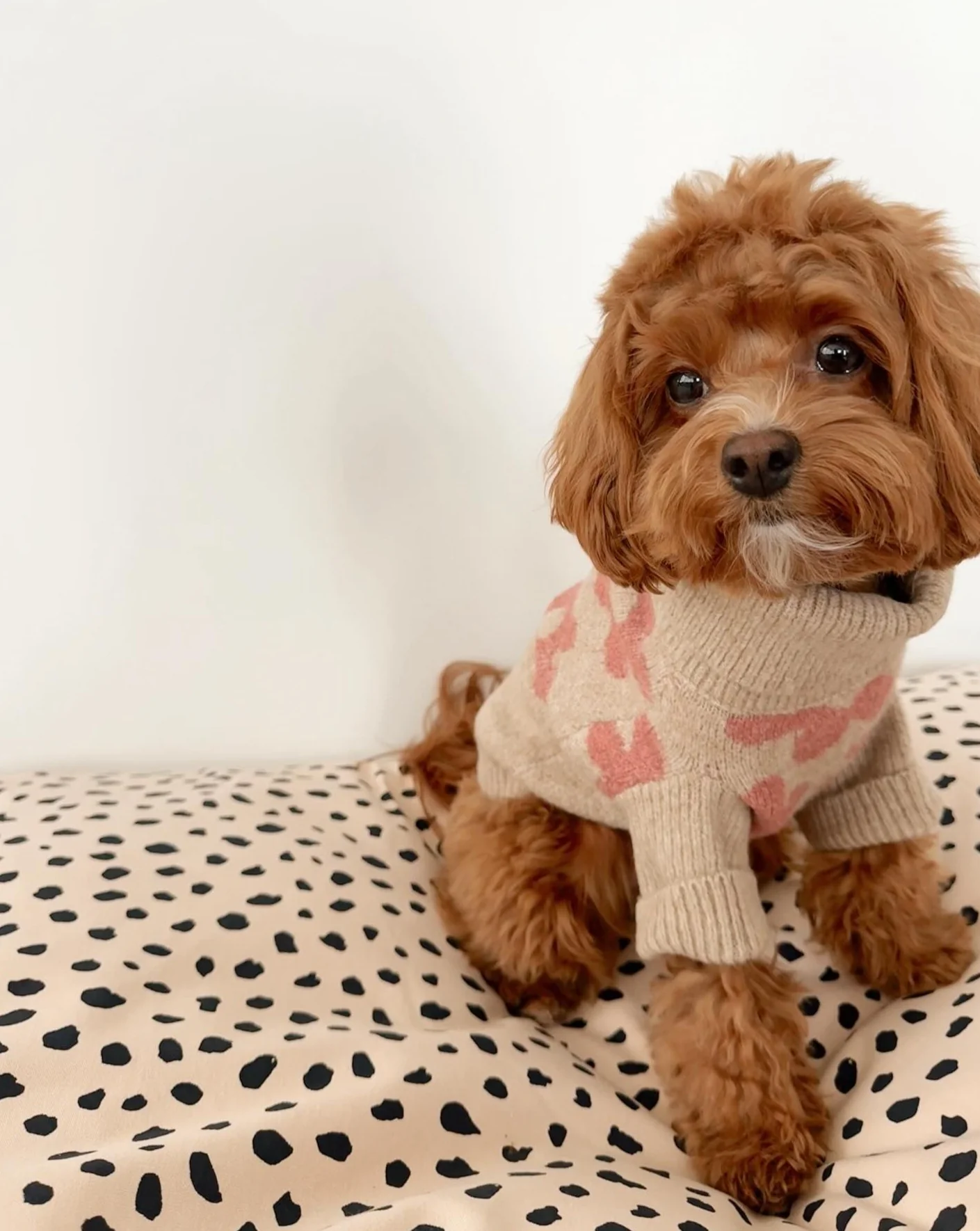 Apollo Dot Print Dog Bed - Image 10