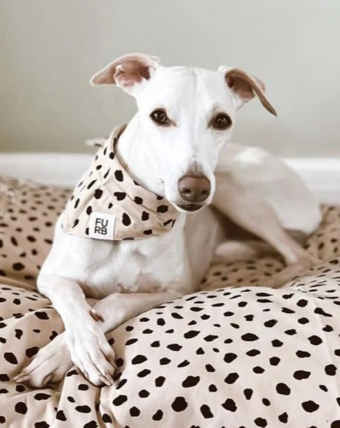 Apollo Dot Print Dog Bed - Image 2