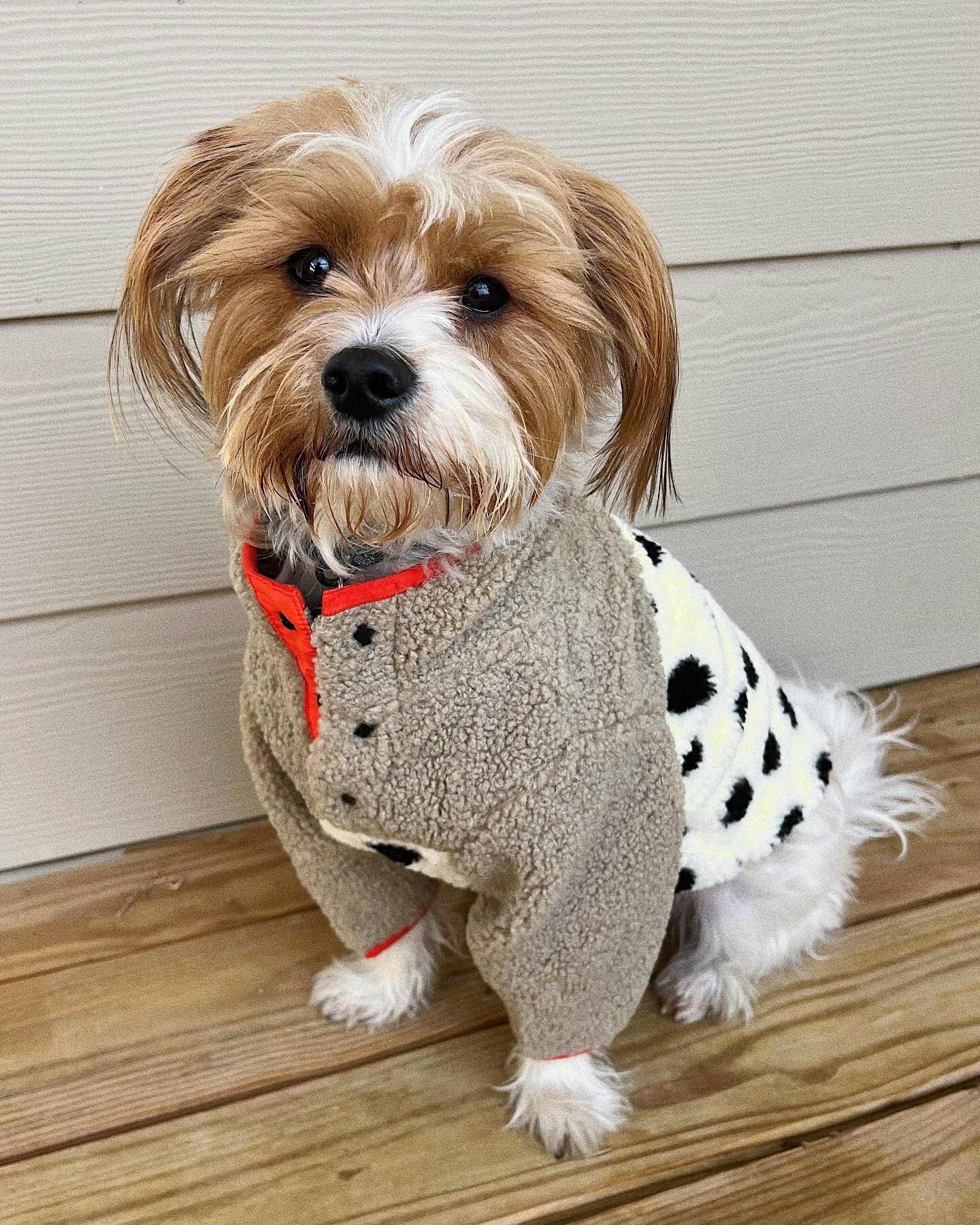 Shiba Polka Dot + Coral Sherpa Dog Pullover - Image 2