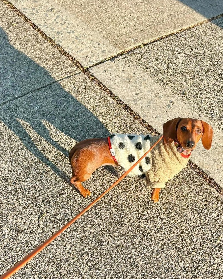 Shiba Polka Dot + Coral Sherpa Dog Pullover - Image 6