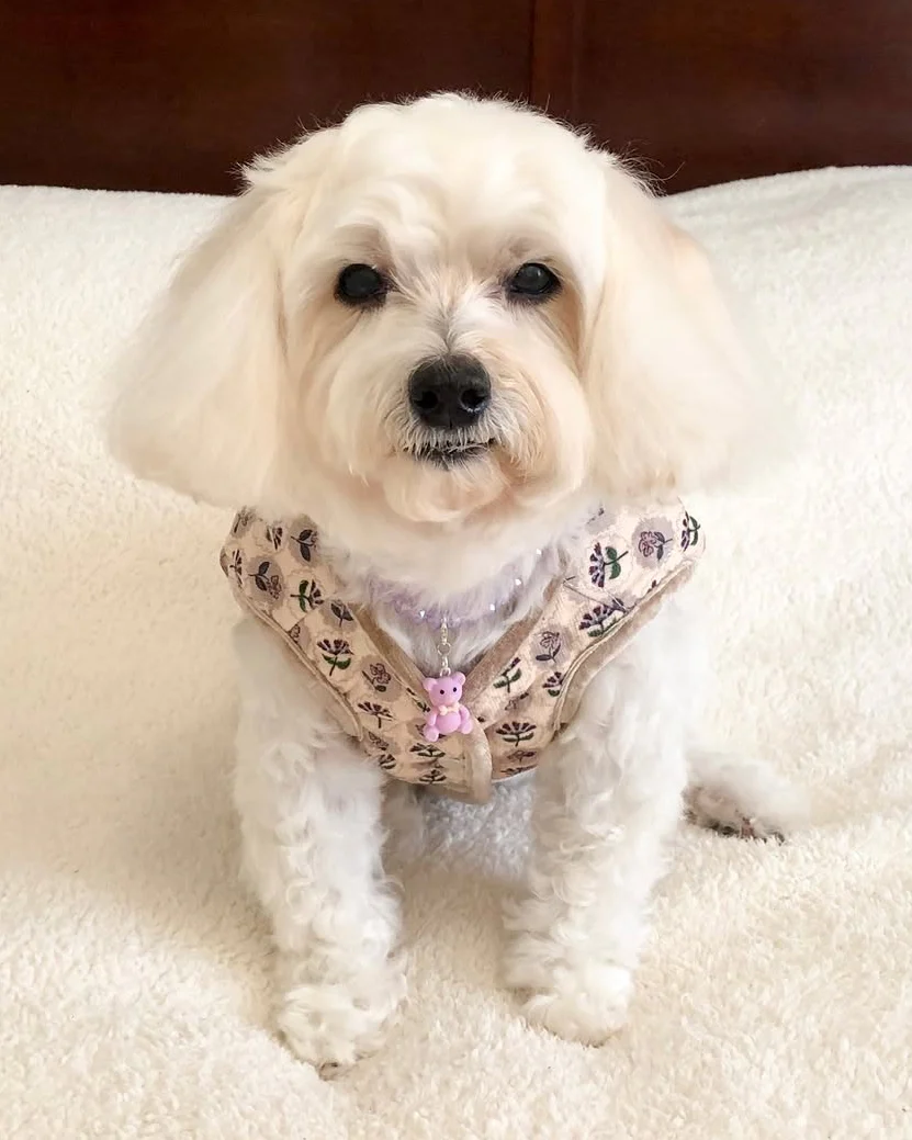 Fur-get Me Not Floral Quilted Dog Vest - Image 6