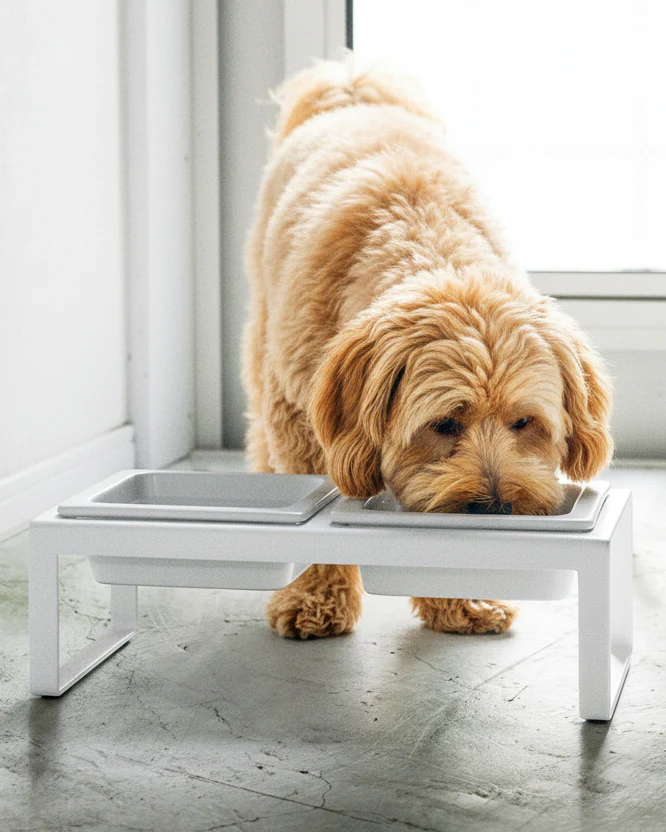 Snack Society White Dog Bowl Set - Image 4