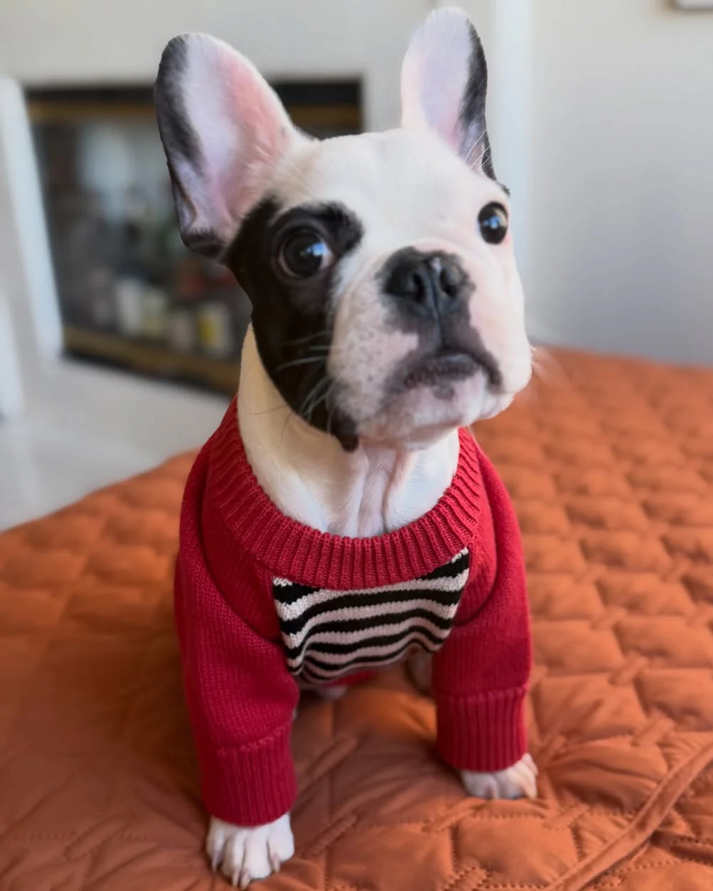 Bookworm Red Colorblock Sweater - Image 7