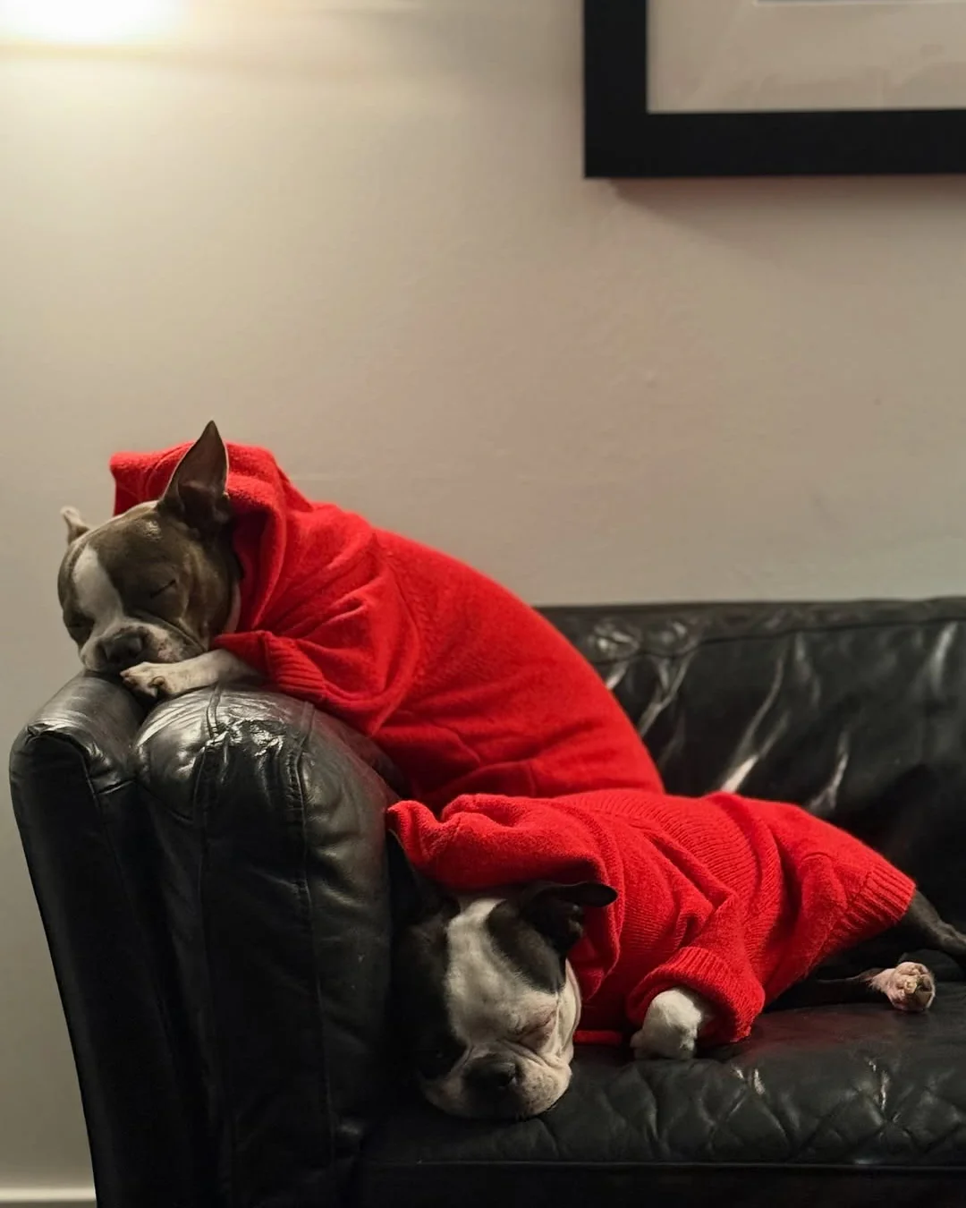 Venice Varsity Red Dog Hoodie - Image 6