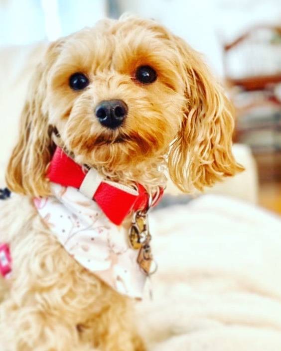 Demure Dog Red Leather Bow Tie - Image 2