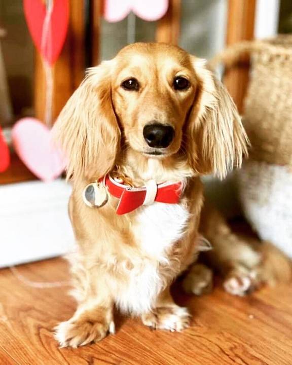 Demure Dog Red Leather Bow Tie - Image 5