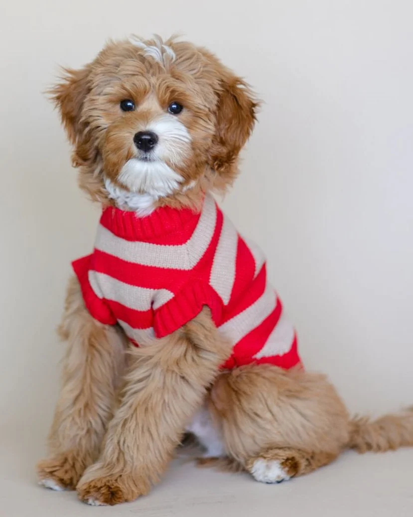 Candy Crush Red Striped Sweater Vest - Image 5