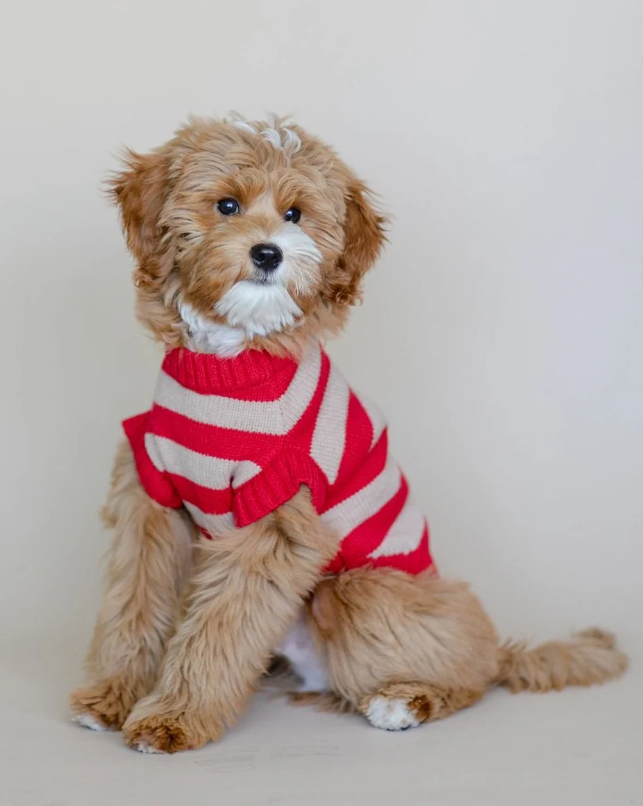 Candy Crush Red Striped Sweater Vest - Image 7
