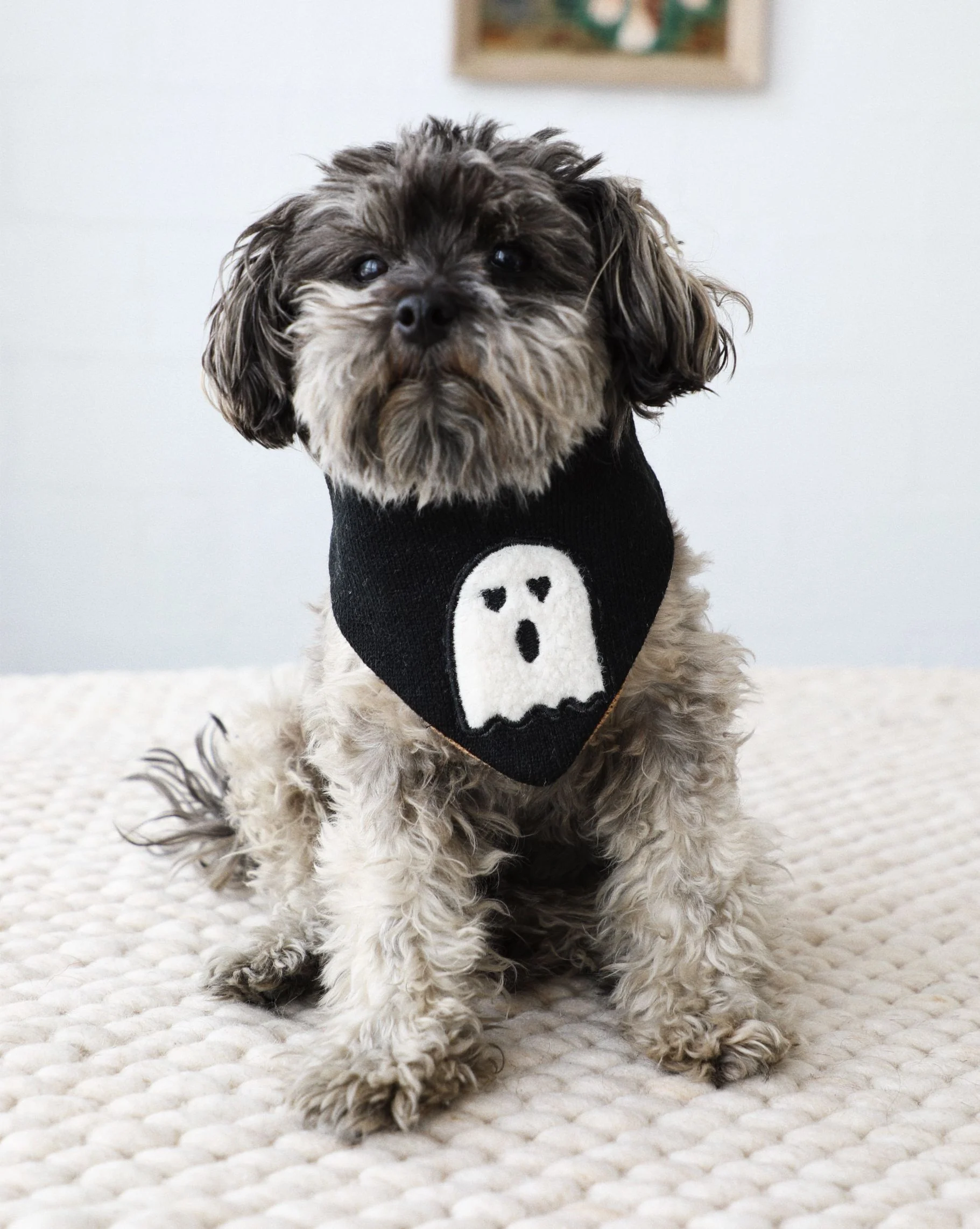 Boo Thang Reversible Dog Bandana - Image 4