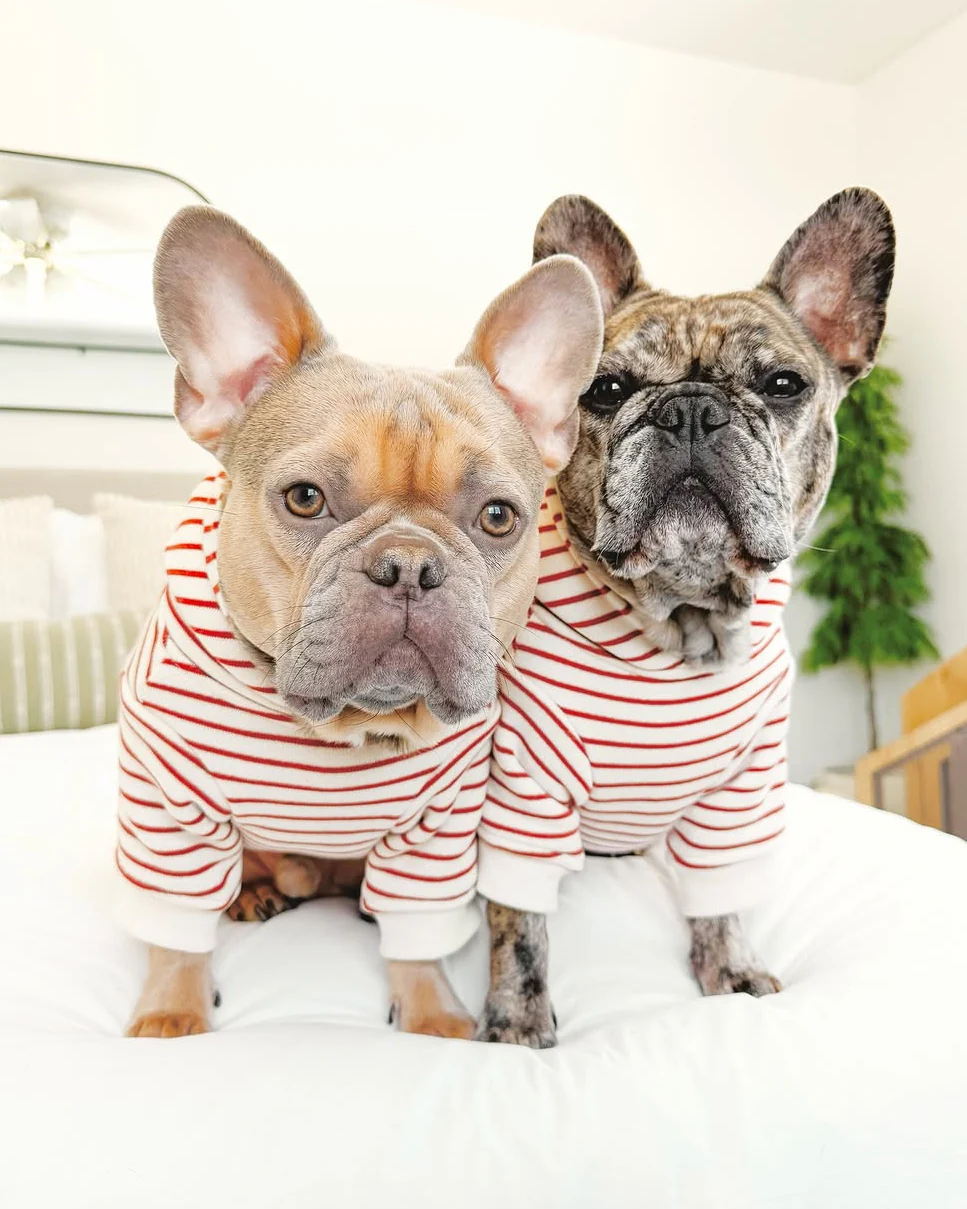 Ziggy Vintage Red Stripe Dog Hoodie - Image 2