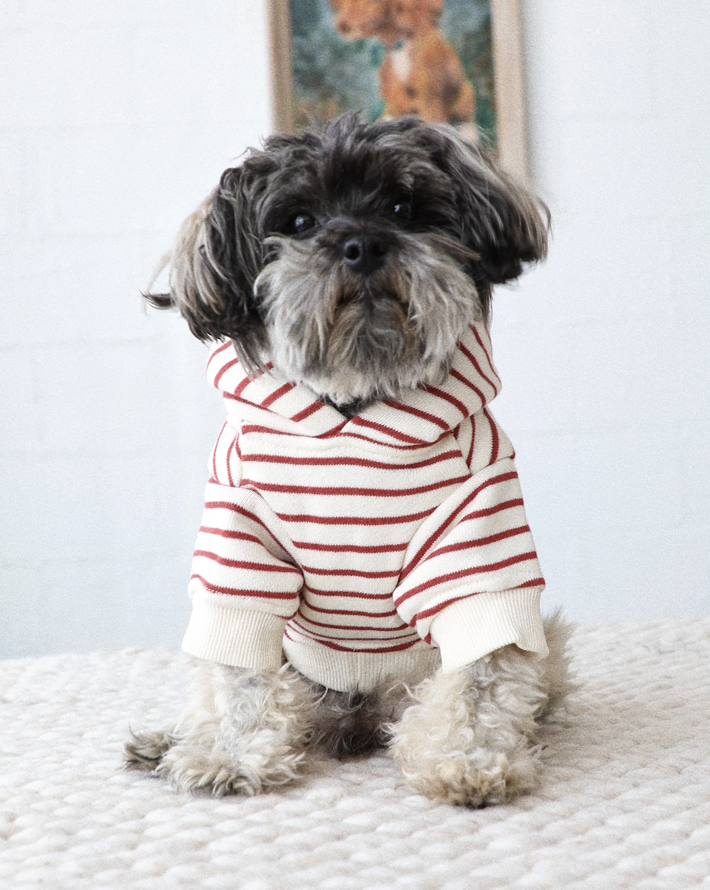 Ziggy Vintage Red Stripe Dog Hoodie - Image 4