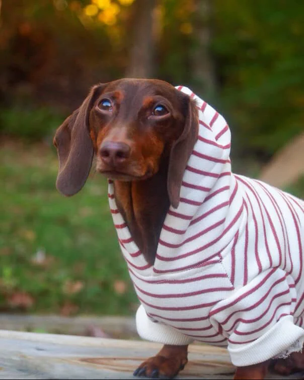 Ziggy Vintage Red Stripe Dog Hoodie - Image 8