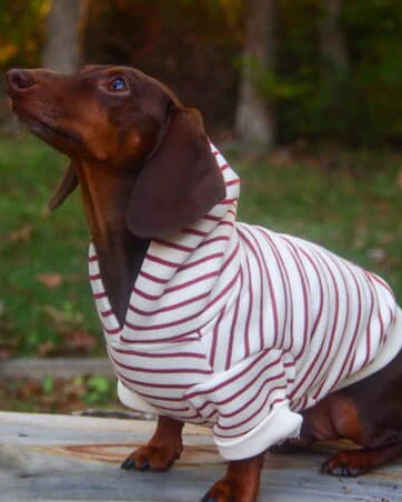 Ziggy Vintage Red Stripe Dog Hoodie - Image 9